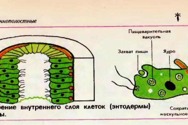 Ссылка на kraken